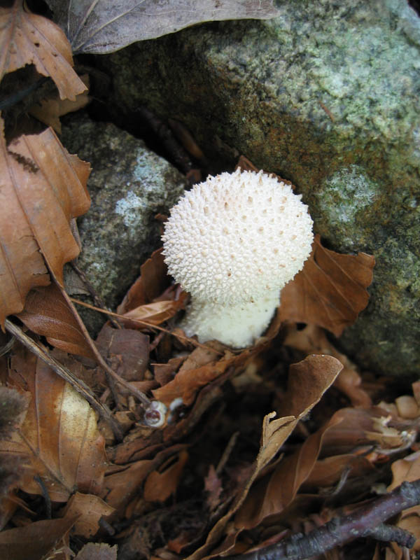 Quando i Funghi chiamano.....Seconda parte